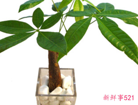 风水学谈摇钱树怎么摆放