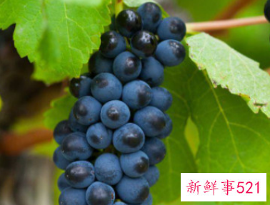 葡萄绒球期能耐零下几度低温