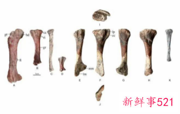 剑龙中国起源说添再新证据：重庆出土最古老的剑龙化石