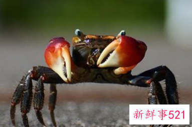 孕妇梦见蟹是什么意思