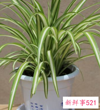 适合室内养的植物花卉寓意好的