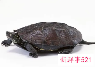 孕妇梦见乌龟寓意