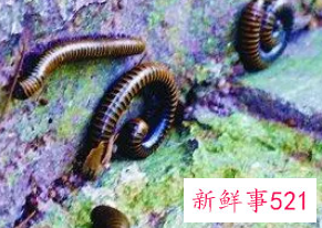 梦见虫子成群满地爬