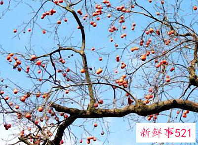 霜降冷不冷穿什么衣服