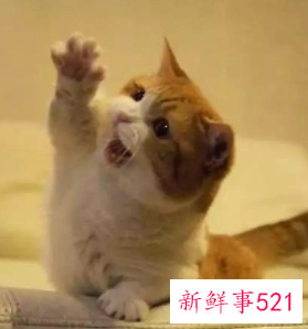 猫咪怀孕初期症状有哪些