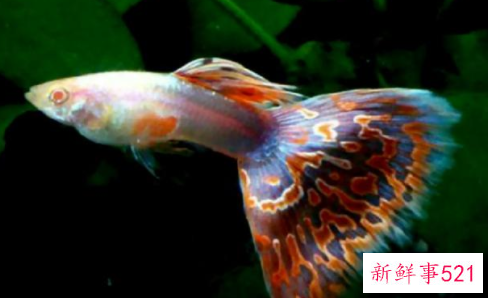 孔雀鱼尾巴变黑原因