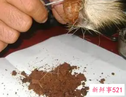 麝香会导致不孕吗