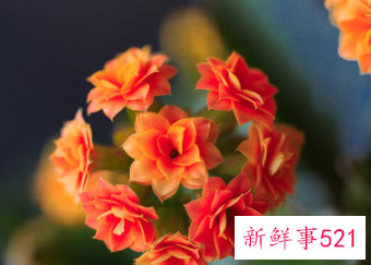 象征身体健康的花