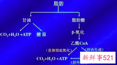 肥胖的原理是什么