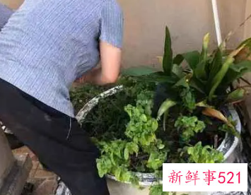 梦见搬花盆什么意思