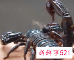 吃蝎子有什么好处坏处