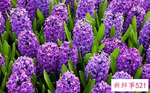 风信子发霉的原因及预防