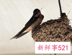 家门口有燕子建窝是好还是不好