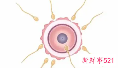 人工受精后有哪些反应