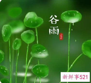 谷雨节的说说