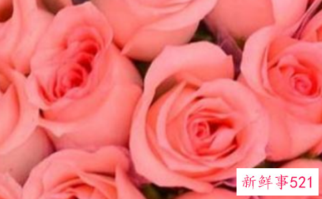 红玫瑰代表什么意思