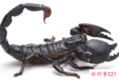 梦见蝎子是什么意思？