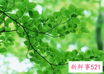 梦见树叶的寓意