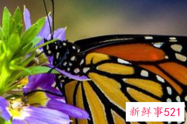 蝴蝶的寓意和象征