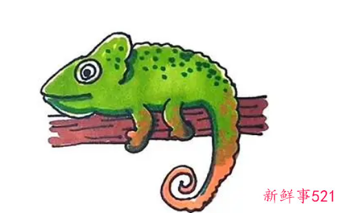 梦见红色的变色龙