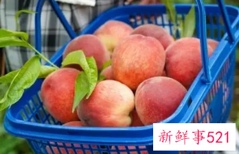 刚摘下来的桃怎么处理