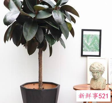 适合室内养的植物花卉寓意好的