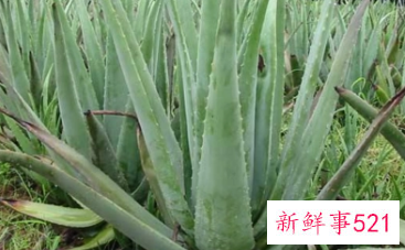 芦荟和什么放一起能祛斑