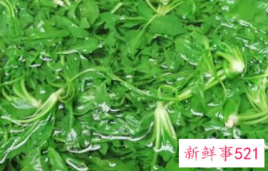 荠菜怎么冷冻才会像新的一样