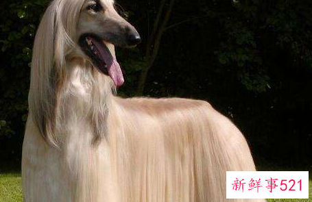 阿富汗犬吃什么长肌肉