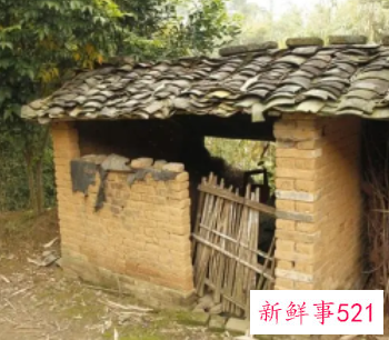 梦见作呕的粪池