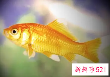 梦见拉鱼是什么意思