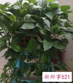 绿萝怎么养才能爆盆