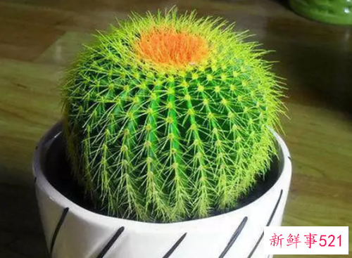 办公室适宜种植的植物有哪些