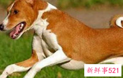 巴仙吉犬多少钱一只