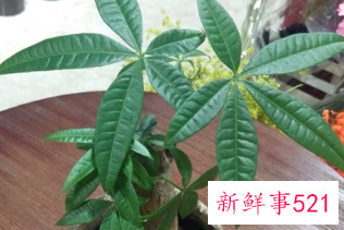 富贵树锯断了会发芽么