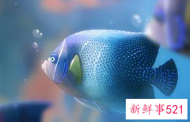 梦见拉鱼是什么意思