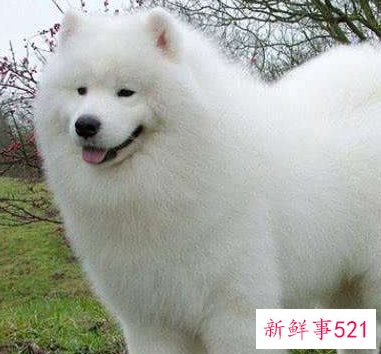 银狐跟萨摩耶的区别