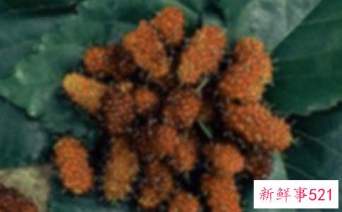 梦见桑果什么寓意