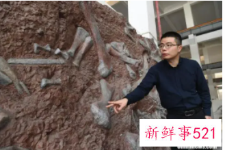 剑龙中国起源说添再新证据：重庆出土最古老的剑龙化石