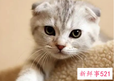 中国一人户家庭已超1.25亿户,宠物饲养热度攀升