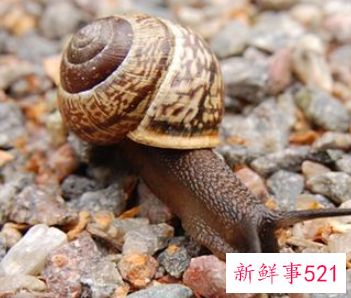 梦到很多蜗牛在树上