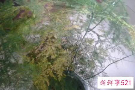 文竹叶子发黄的常见原因和处理方法