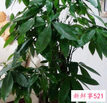 客厅养什么花好旺财,在山东