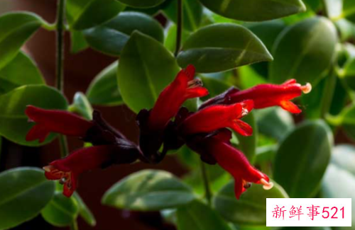 口红吊兰的繁殖方法