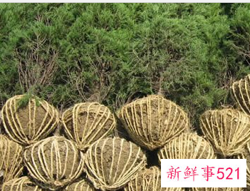 夏季移植树提高成功率的方法