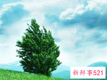 梦见把坟上的树砍掉了