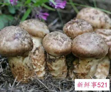 松茸的储存方法是什么