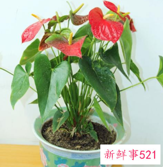 家里养红掌的禁忌