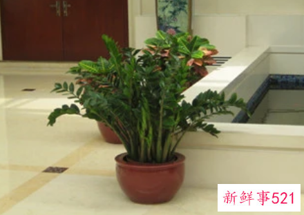 风水学谈摇钱树怎么摆放