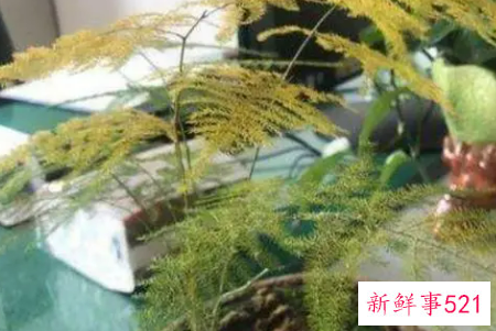 文竹叶子发黄的常见原因和处理方法